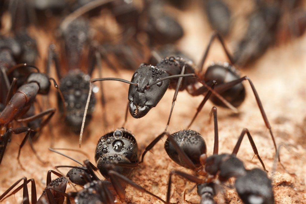 Termites vs. Carpenter Ants